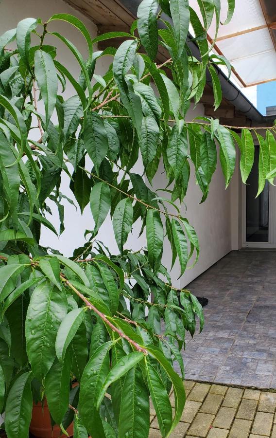 Apartman Stary Liskovec Brno Exterior photo